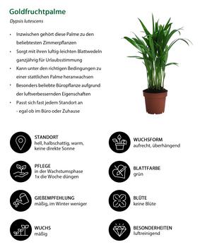 Zimmerpflanzen-Set Wellness, 3-teilig | Dehner