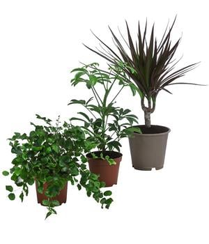 Zimmerpflanzen-Set Oase, 3-teilig