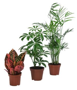 Zimmerpflanzen-Set Exotik, 3-teilig