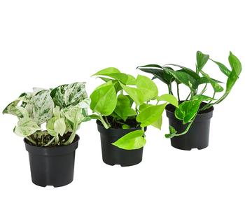 Efeututen-Set - Epipremnum, 3-teilig