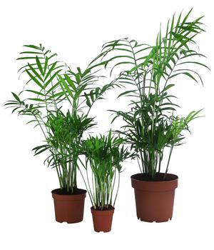 Bergpalmen-Set - Chamaedorea elegans, 3-teilig von Dehner