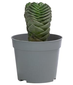 Dickblatt - Crassula pyramidalis 'Buddha's Temple'