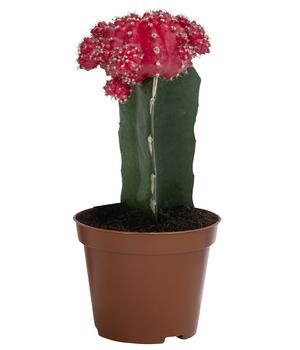 Erdbeerkaktus - Gymnocalycium mihanovichii