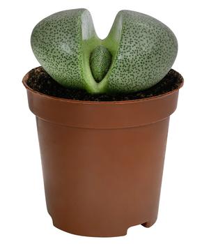 Lebender Granit - Pleiospilos nelii