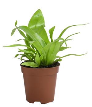 3 x Nestfarn - Asplenium antiquum von Dehner - Mindestbestellmenge: 3 Stk.