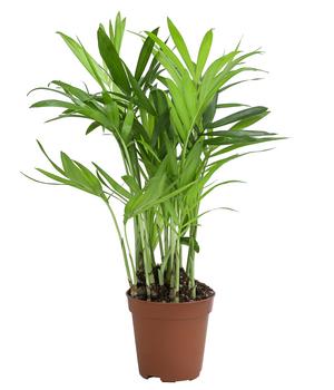 geigenfeige dngen Geigenfeige (Ficus lyrata) kaufen