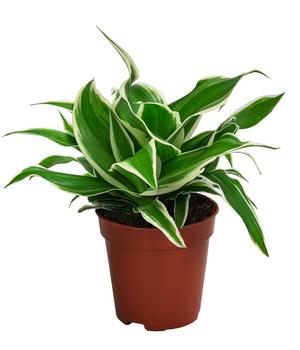 4 x Grünlilie - Chlorophytum von Dehner - Mindestbestellmenge: 4 Stk.