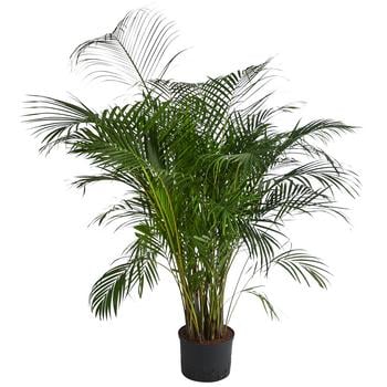 Goldfruchtpalme - Dypsis lutescens, Hydrokultur