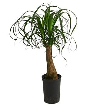 Elefantenfuß - Beaucarnea recurvata, Hydrokultur