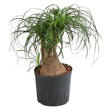 Elefantenfuß - Beaucarnea recurvata, Hydrokultur von Dehner, Grün