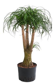 Bogenhanf - Sansevieria trifasciata var. | Dehner