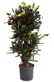 Wunderstrauch 'Mamey', Hydrokultur