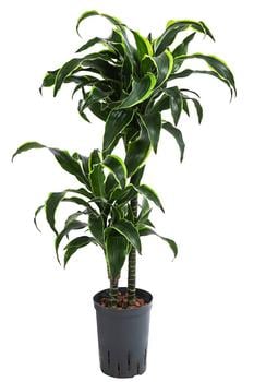 Drachenbaum - Dracaena dorado, Hydrokultur