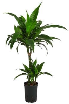 Drachenbaum - Dracaena 'Janet Craig', Hydrokultur von Dehner, Dunkelgrün