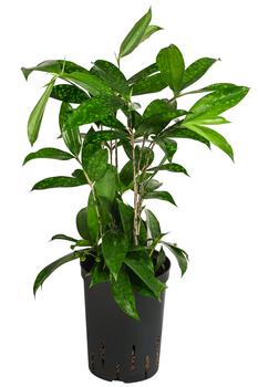 Drachenbaum - Dracaena surculosa, Hydrokultur von Dehner, Hellgrün, Grün