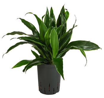 Drachenbaum - Dracaena fragrans 'Arturo', Hydrokultur