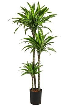 Drachenbaum - Dracaena 'Lemon Lime', Hydrokultur