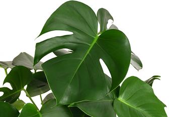philodendron glory Philodendron 'Summer Glory' ('McColley' x gloriosum) main image 1