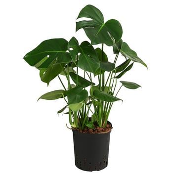 Fensterblatt - Monstera deliciosa, Hydrokultur