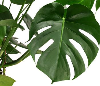 Fensterblatt - Monstera deliciosa, Hydrokultur | Dehner