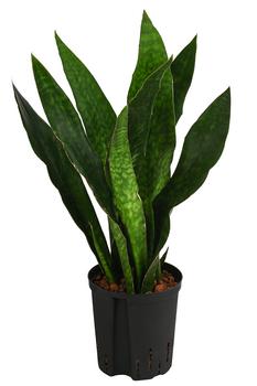 Bogenhanf - Sansevieria trifasciata 'Jade', Hydrokultur