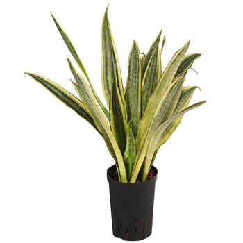 Bogenhanf - Sansevieria trifasciata 'Lauren', Hydrokultur