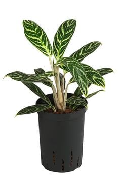 Kolbenfaden - Aglaonema 'Ivy Green', Hydrokultur