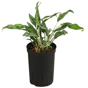 Kolbenfaden - Aglaonema 'Greyhound', Hydrokultur