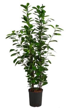 Lorbeer-Feige - Ficus microcarpa 'Moclame', Hydrokultur von Dehner, Grün