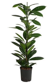 Afrikanische Feige - Ficus cyathistipula, Hydrokultur von Dehner, Dunkelgrün