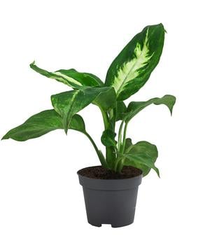 Dieffenbachie - Dieffenbachia
