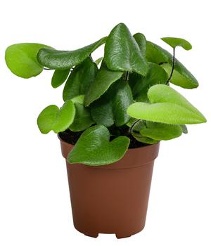 Herzfarn - Hemionitis arifolia