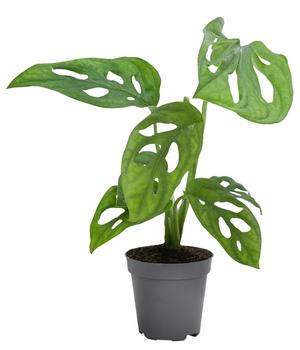 Fensterblatt - Monstera obliqua 'Monkey Mask'