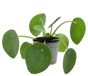 2 x Glückstaler - Pilea peperomioides von Dehner - Mindestbestellmenge: 2 Stk.