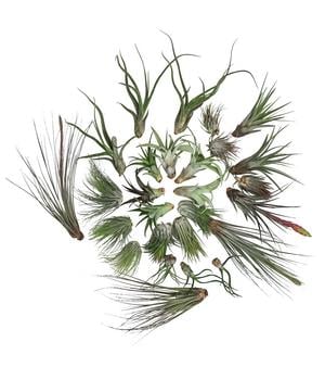 Luftnelken-Set - Tillandsia, verschiedene Sorten, 27-teilig