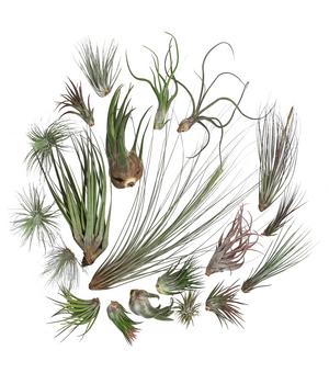 Luftnelken-Set - Tillandsia, verschiedene Sorten, 20-teilig