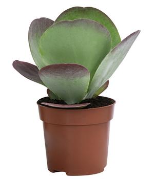 Wüstenkohl - Kalanchoe thyrsiflora 'Red Lips'