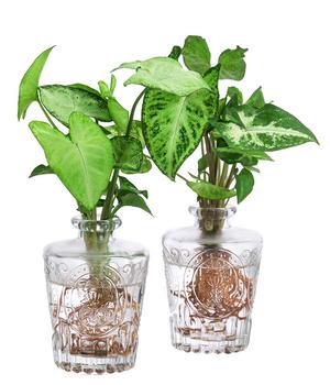 Waterplant-Set Whiskey-Duo in Glasflaschen, 2-teilig