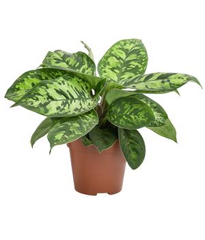 Homalomena - Homalomena wallisii 'Camouflage'