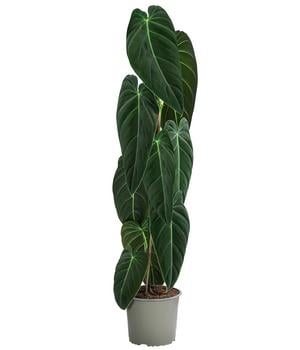 Fensterblatt - Monstera adansonii, Ampel | Dehner