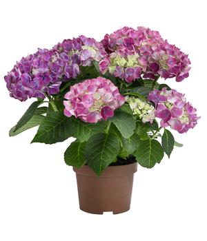 Midi-Hortensie - Hydrangea macrophylla 'Tabletensia'