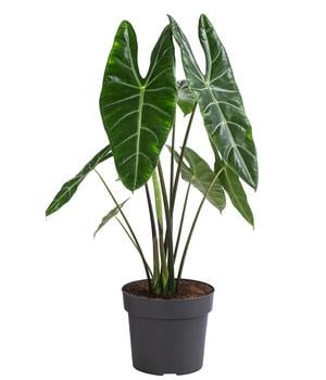 Pfeilblatt - Alocasia Longiloba