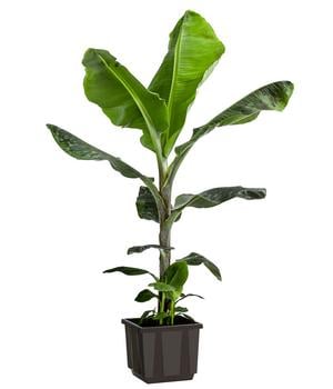Banane 'Dwarf Cavendish'