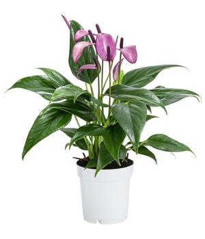 Flamingoblume - Anthurium andreanum 'Zizou'