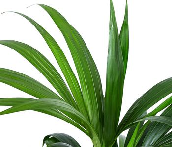 monstera uzgoj Monstera Full Mint deliciosa borsigiana Variegata main image 0