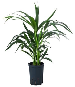 Kentiapalme, Howea forsteriana, Hydrokultur