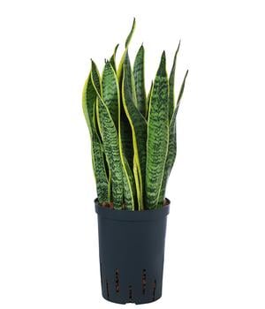Bogenhanf - Sansevieria trifasciata var. laurentii, Hydrokultur
