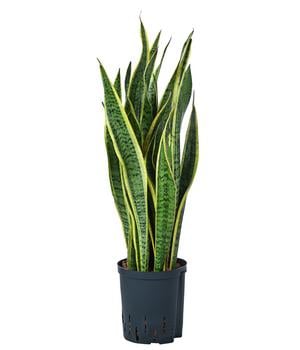 Bogenhanf - Sansevieria trifasciata var. laurentii, Hydrokultur