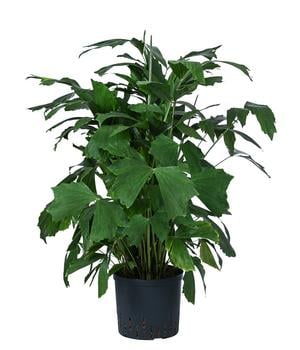 Fischschwanzpalme - Caryota mitis, Hydrokultur