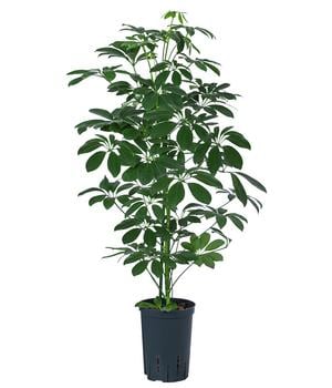 Strahlenaralie - Schefflera arboricola compacta 'Nora', Hydrokultur von Dehner, Grün